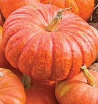 Rouge Vif D’Etampes – Pumpkin Seed