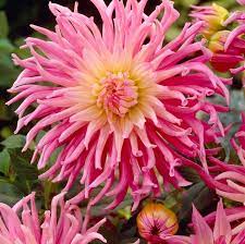 Star's Favourite Cactus Dahlia flower seeds for planting – Heirloom and Non-GMO garden seeds
