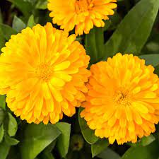 Calendula- Golden Emperor