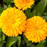 Calendula- Golden Emperor
