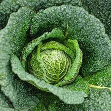 Cabbage, Savoy- Green Vertus
