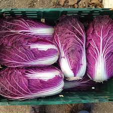 Red Trumptet – Red Chinese Cabbage Seeds