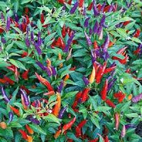 Sangria Hybrid Ornamental Pepper Seeds