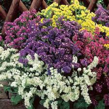 Statice- Petite Bouquet