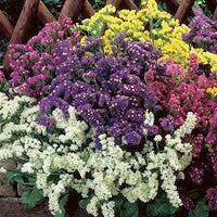 Statice- Petite Bouquet