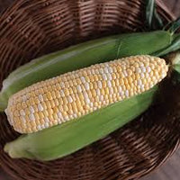 Inspiration – 1r Corn Seed