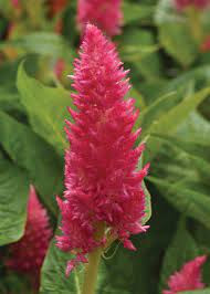 Sunday? Bright Pink – Celosia Seed