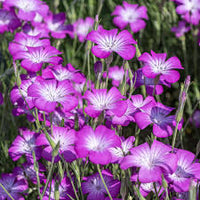 Purple Queen – Agrostemma Seed