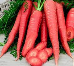 Carrot Red Long Vegetable Seeds