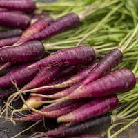 Carrot- Cosmic Purple