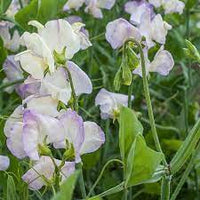 Sweetpea- Streamers Blue