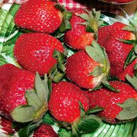 Honeoye – Strawberry Plants Seed