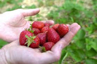 Sparkle – Strawberry Seed