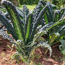 Kale Cavolo Nero Vegetable Seeds