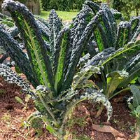Kale Cavolo Nero Vegetable Seeds