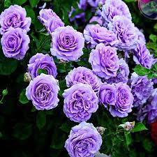Heirloom Non-GMO Lavender Rose Flower Seeds for Planting – Fragrant Romantic Garden Blooms