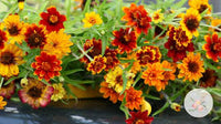 Zinnia- Persian Carpet