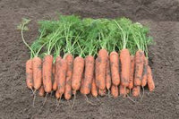 Carrot- Chantenay Red Cored