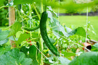 Gershwin – Cucumber Seed