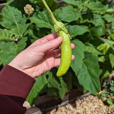 Summer Emerald – Eggplant Seed