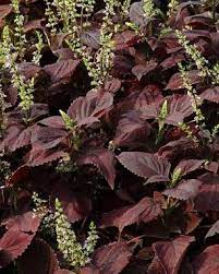 Coleus Premium Sun Dark Chocolate Flower Seeds for Planting - heirloom seeds