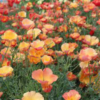 Californian Poppy- Ballerina Double Mix