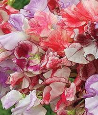 Sweetpea- Ripple Mixed