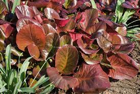 Bressingham Ruby Bergenia