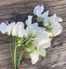 Sweetpea- Mammoth White