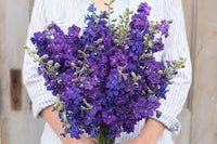 Galilee Blue – Organic Larkspur Seed