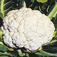 Snow Crown – Cauliflower Seed