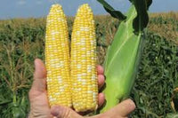 SS2742 – Treated Corn Seed