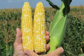 SS2742 – Treated Corn Seed
