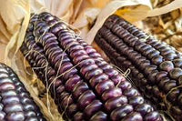 Corn, Maize- Blue Hopi