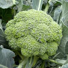 New Melody Broccoli Seeds
