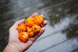 Numex Suave Orange – Habanero Pepper Seed