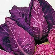 Set of 10 Best Exotic and Herb Seeds for Kitchen Garden