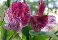 Sweetpea- Spencer Mix Stripes