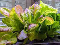 Little Gem-Type Trio – Bibb Lettuce Varieties