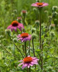 Echinacea purpurea – Echinacea Seed