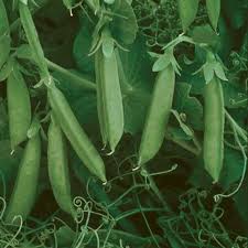 Sugar Lace II – Pea Seed