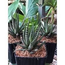 Edible Aloe Vera Plant Dark Green and White Aloe Vera Seeds for Indoor or Outdoor Planting 100 pcs