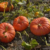 Pumpkin- Cinderella 25g