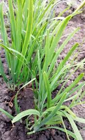 Garlic Chives