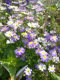 Brachyscome- Mixed Splendour