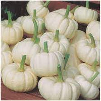 Pumpkin- Baby Boo 25g