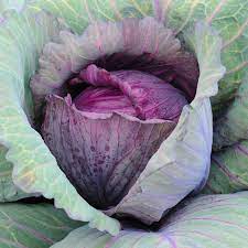 Cabbage Red Arce Vegetable Seeds