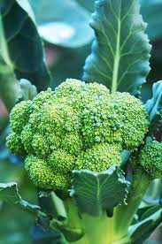 Broccoli Green Vegetable Seeds