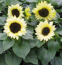 Sunflower- Compact Calypso Spray F1