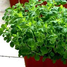 Methi Bombay Wali Vegetable Seeds